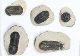 Lot: Assorted Devonian Trilobites - Pieces #84737-2